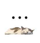 とのちゃんの普段使い（個別スタンプ：3）
