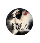 我が家の天使kiki（個別スタンプ：2）