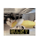 我が家の天使kiki（個別スタンプ：4）