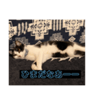 我が家の天使kiki（個別スタンプ：5）
