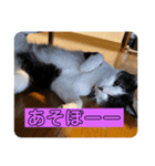我が家の天使kiki（個別スタンプ：7）