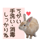 【うさぎ写真】うさぎの楽園スタンプ 敬語（個別スタンプ：36）