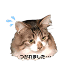 ノルウェージャンのぶーちゃん（個別スタンプ：2）