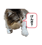 ノルウェージャンのぶーちゃん（個別スタンプ：3）