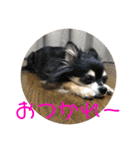 チワワのゆずたん(4)（個別スタンプ：2）