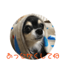 チワワのゆずたん(4)（個別スタンプ：3）