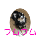 チワワのゆずたん(4)（個別スタンプ：4）