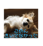 チワワのゆずたん(4)（個別スタンプ：6）