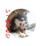 チワワのゆずたん(4)（個別スタンプ：8）