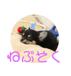 チワワのゆずたん(4)（個別スタンプ：12）