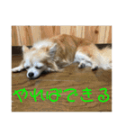 チワワのゆずたん(4)（個別スタンプ：17）