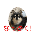 チワワのゆずたん(4)（個別スタンプ：30）