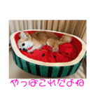チワワのゆずたん(4)（個別スタンプ：32）