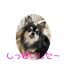 チワワのゆずたん(4)（個別スタンプ：34）