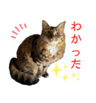 atlas ＆ marron 日和 3（個別スタンプ：6）