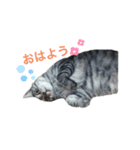 にゃんこさんと一緒♡2（個別スタンプ：2）