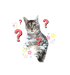 にゃんこさんと一緒♡2（個別スタンプ：10）