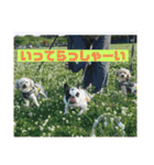 まるさだ商店（個別スタンプ：16）