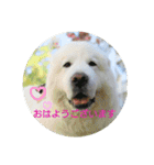 グレートピレニーズの里桜とお友達（個別スタンプ：1）