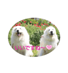 グレートピレニーズの里桜とお友達（個別スタンプ：7）