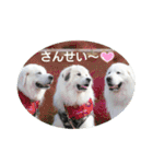 グレートピレニーズの里桜とお友達（個別スタンプ：8）
