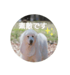 グレートピレニーズの里桜とお友達（個別スタンプ：9）