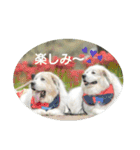 グレートピレニーズの里桜とお友達（個別スタンプ：10）