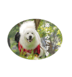 グレートピレニーズの里桜とお友達（個別スタンプ：11）