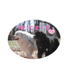 グレートピレニーズの里桜とお友達（個別スタンプ：12）