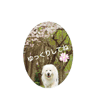 グレートピレニーズの里桜とお友達（個別スタンプ：19）