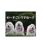グレートピレニーズの里桜とお友達（個別スタンプ：21）