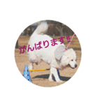 グレートピレニーズの里桜とお友達（個別スタンプ：23）