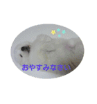 グレートピレニーズの里桜とお友達（個別スタンプ：24）