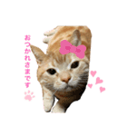 あざとい♂たいがスタンプ（個別スタンプ：1）