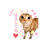 あざとい♂たいがスタンプ（個別スタンプ：8）
