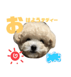 トイプーテディー日常スタンプ（個別スタンプ：1）