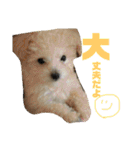 トイプーテディー日常スタンプ（個別スタンプ：6）