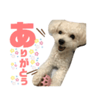 トイプーテディー日常スタンプ（個別スタンプ：13）