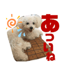 トイプーテディー日常スタンプ（個別スタンプ：15）
