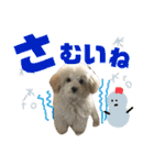 トイプーテディー日常スタンプ（個別スタンプ：16）