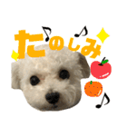 トイプーテディー日常スタンプ（個別スタンプ：19）