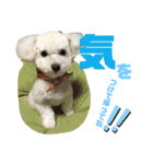 トイプーテディー日常スタンプ（個別スタンプ：20）