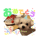 トイプーテディー日常スタンプ（個別スタンプ：24）