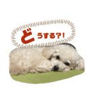 トイプーテディー日常スタンプ（個別スタンプ：26）