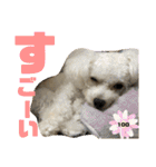 トイプーテディー日常スタンプ（個別スタンプ：31）