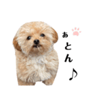 おばぁわんズ（個別スタンプ：2）