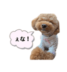 おばぁわんズ（個別スタンプ：3）