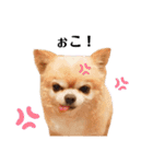 おばぁわんズ（個別スタンプ：6）