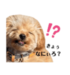 おばぁわんズ（個別スタンプ：10）