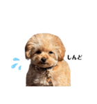 おばぁわんズ（個別スタンプ：12）